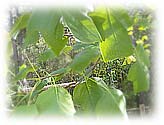 Yellow Poplar Leaves