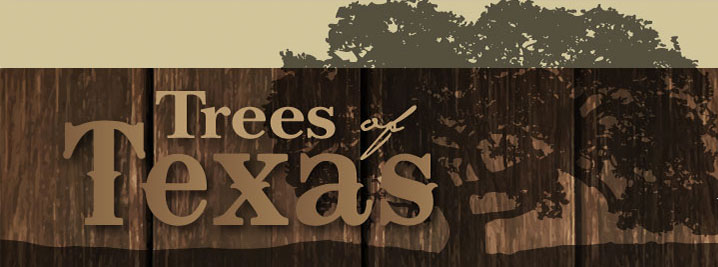 Trees of Texas Header Image, Click here to go back to the home page.