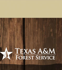Trees of Texas Header Image, Click here to go the Texas A&M Forest Service home page.