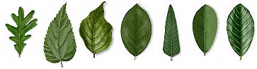 Leaf Shape Samples