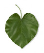 Heart-shaped or Orbicular leaf shape
