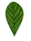 Obovate Leaf Shape