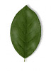 Oval leaf shape