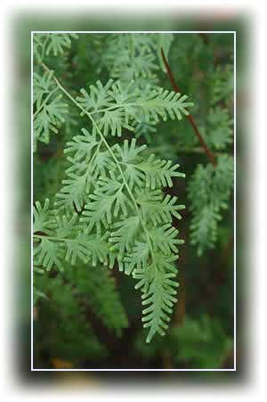 Japanese Climbing Fern