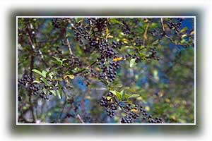 Close-up of Chinese Privet Tree