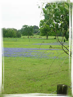 Post Oak Savannah Region