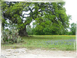 Post Oak Savannah Region