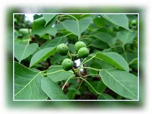 Close-ip of Chinese Tallow Tree
