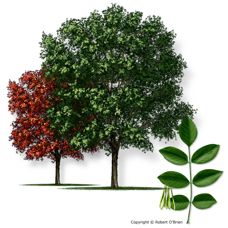 Texas A M Forest Service Trees Of Texas List Of Trees