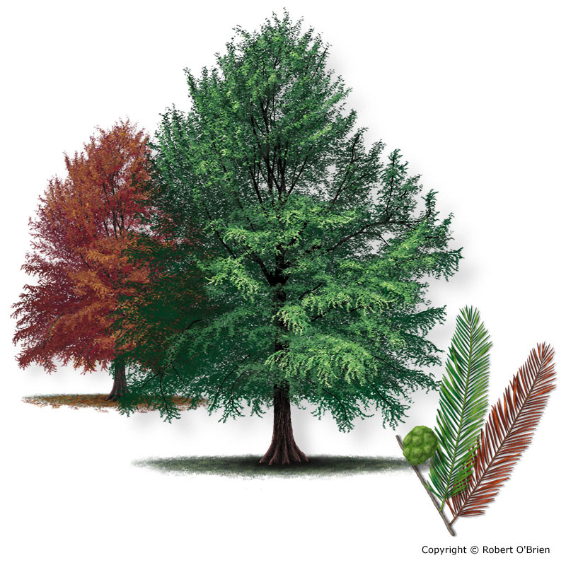 types of cypress trees