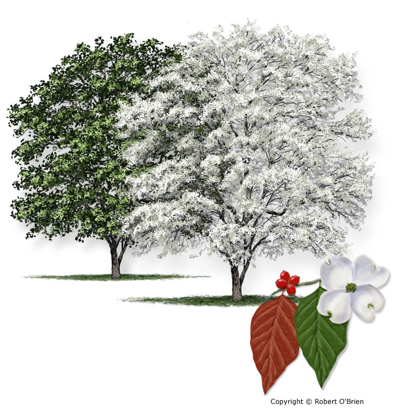 how much does a dogwood tree grow each year