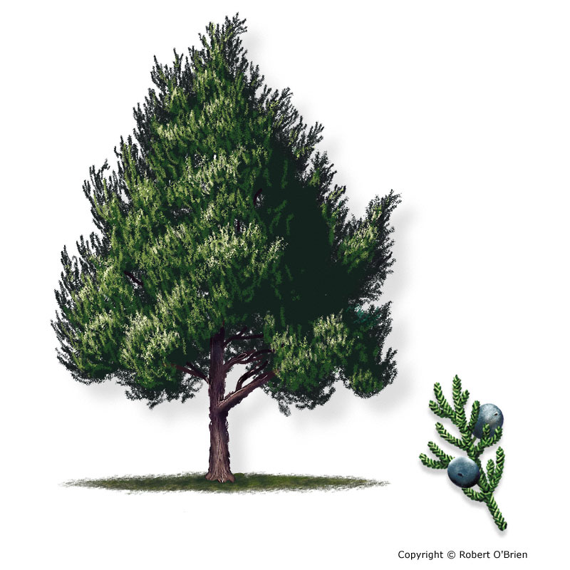Texas A M Forest Service Trees Of Texas List Of Trees