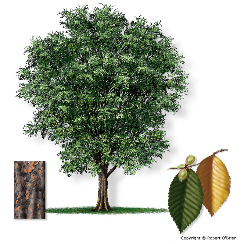 Allee® Lacebark Elm