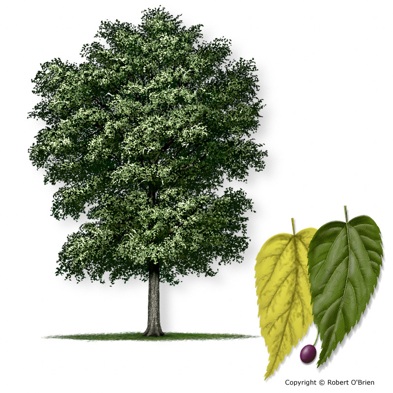 Hvordan ser frugten af ​​hackbery -træet ud