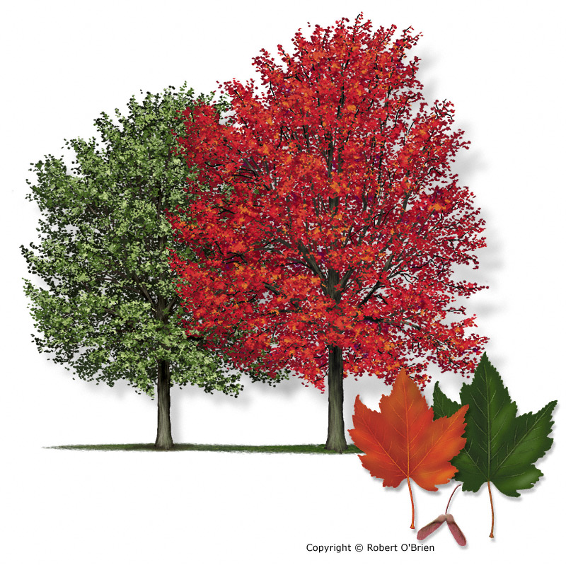 red maple tree clip art