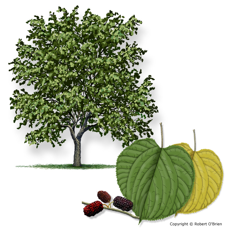 Red mulberry discount tree images