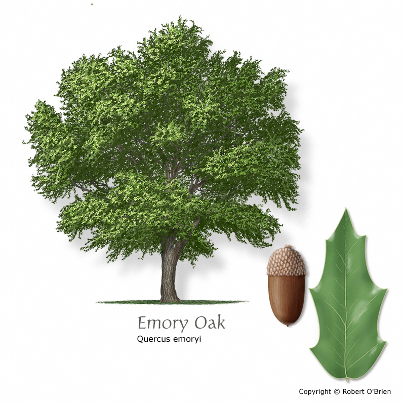 oak-emory150.jpg