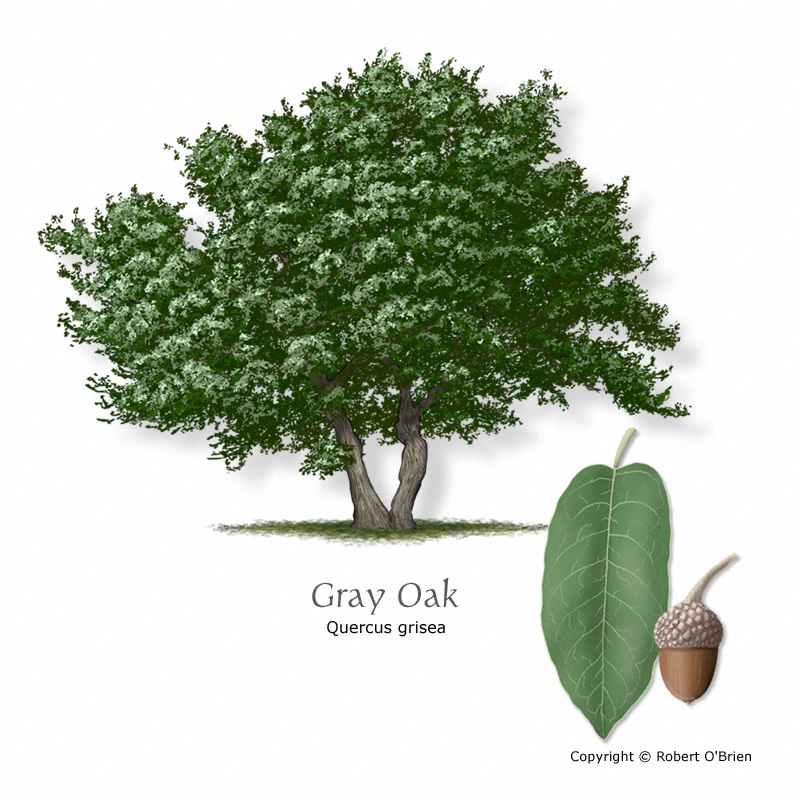 oak-gray150.jpg