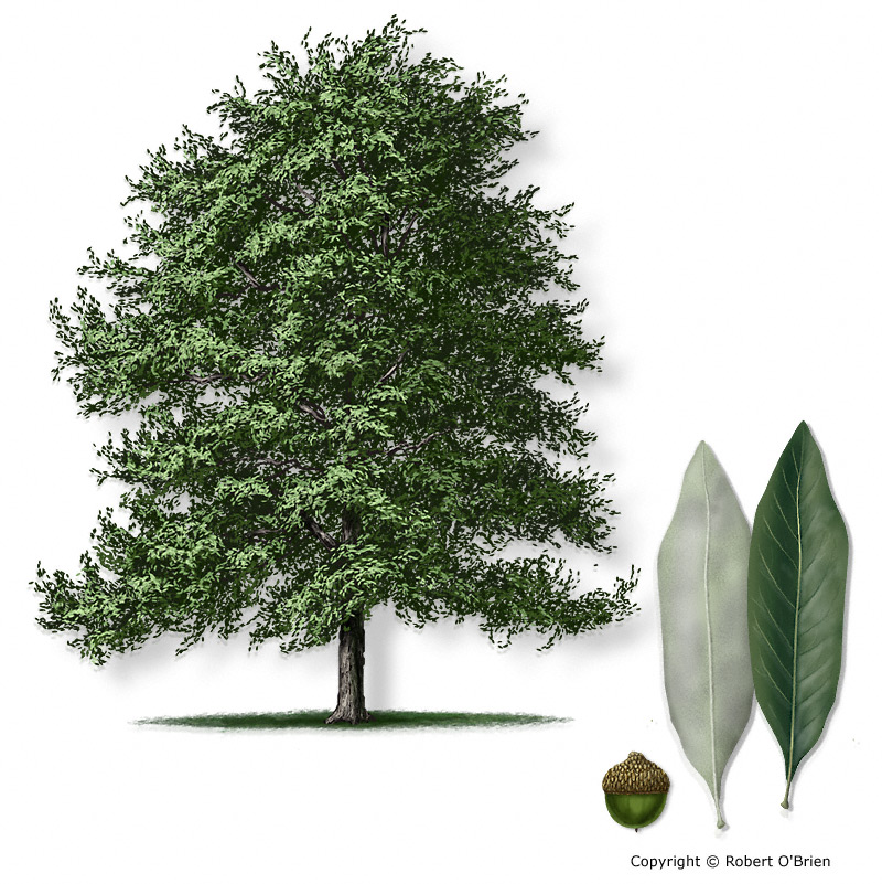 Identification Types Of Oak Trees In Texas PELAJARAN