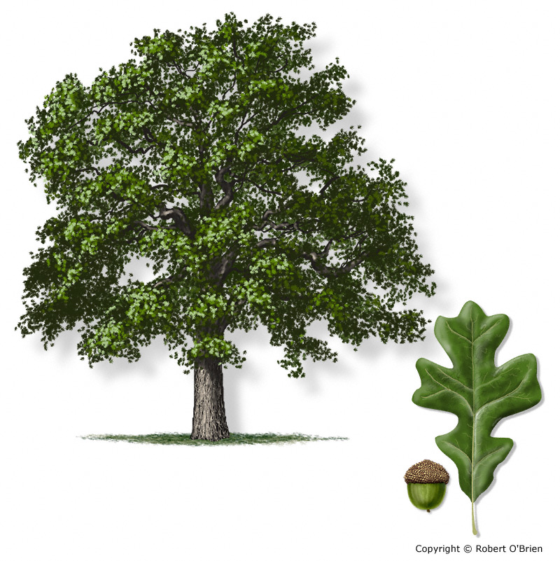 oak tree id by leaf