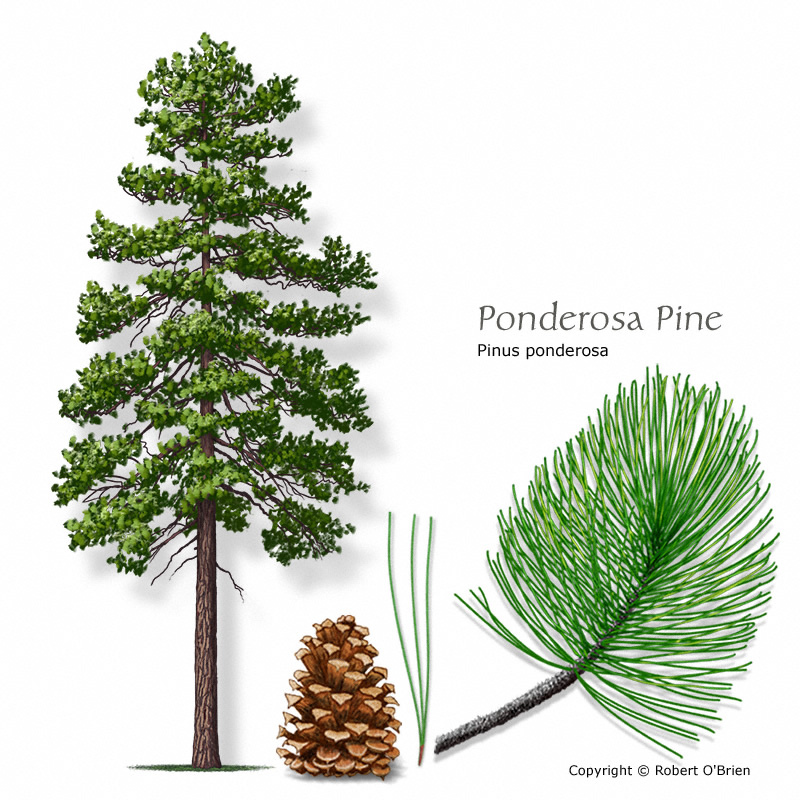 pine-RockyMountainPonderosa150.jpg