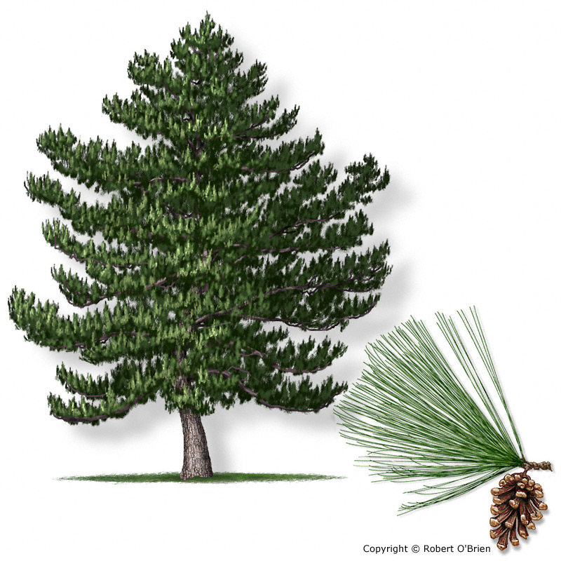 african pine tree