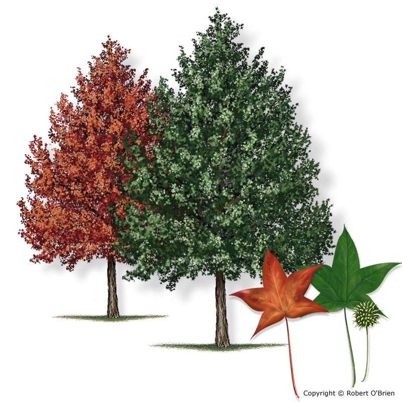 Texas A M Forest Service Trees Of Texas List Of Trees,Accent Wall Ideas