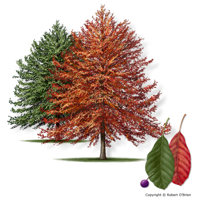 Texas A M Forest Service Trees Of Texas List Of Trees