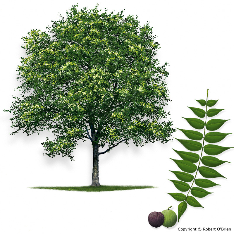 walnut tree types