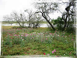 coastal plains topography