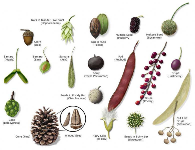 Seed Identification Chart