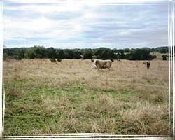 Blackland Prairie Region