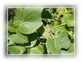Grapevine Leaves