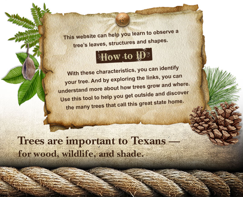 Welcome! This website can help you learn to observe a tree's leaves, structures and shapes.  With these characteristics, you can identify your tree. And by exploring the links, you can understand more about how trees grow and where. Use this tool to help you get outside and discover the many trees that call this great state home.  Footnote: Trees are important to Texans - for wood, wildlife, and shade.