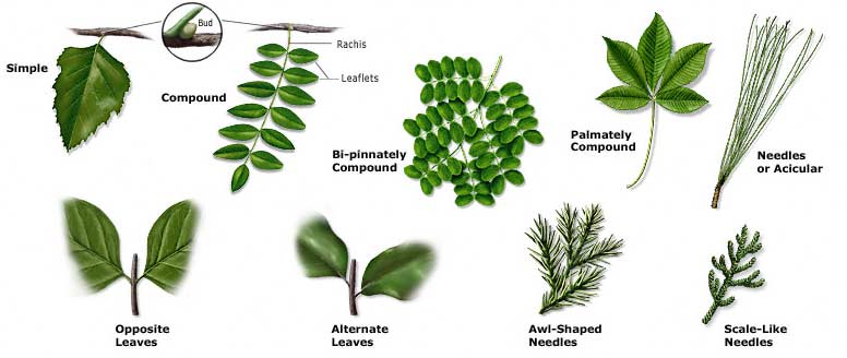 How do you identify leaves?