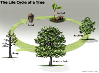 Tree Cycle