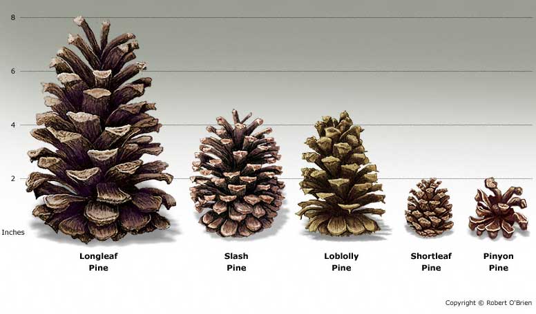 Texas Forest A M Service Trees Of Texas How To ID