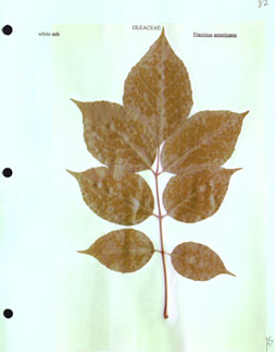 Preserved Leaf