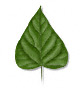 Deltoid leaf shape