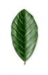 Elliptical leaf shape