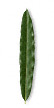 Linear or rectangular leaf shape