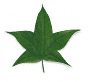 Star Shaped leaf