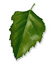 Simple Leaf