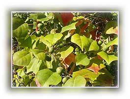 Tallow Leaves
