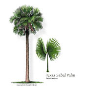 Palm tree