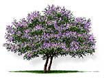 Vitex Tree